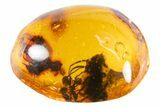 Detailed Fossil Flowers (Acacia?) in Chiapas Amber #302568-1